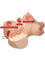 Crazy Bull Emma, torso masturbador realista de 4,8 kg
